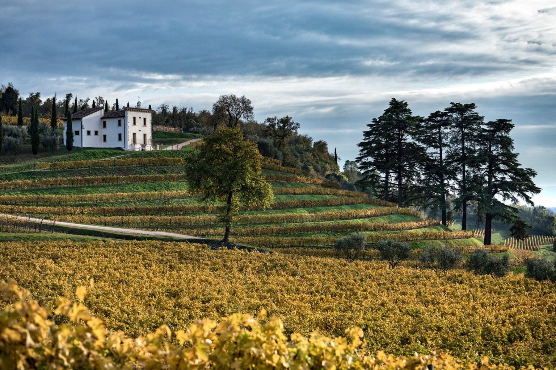 Bertani