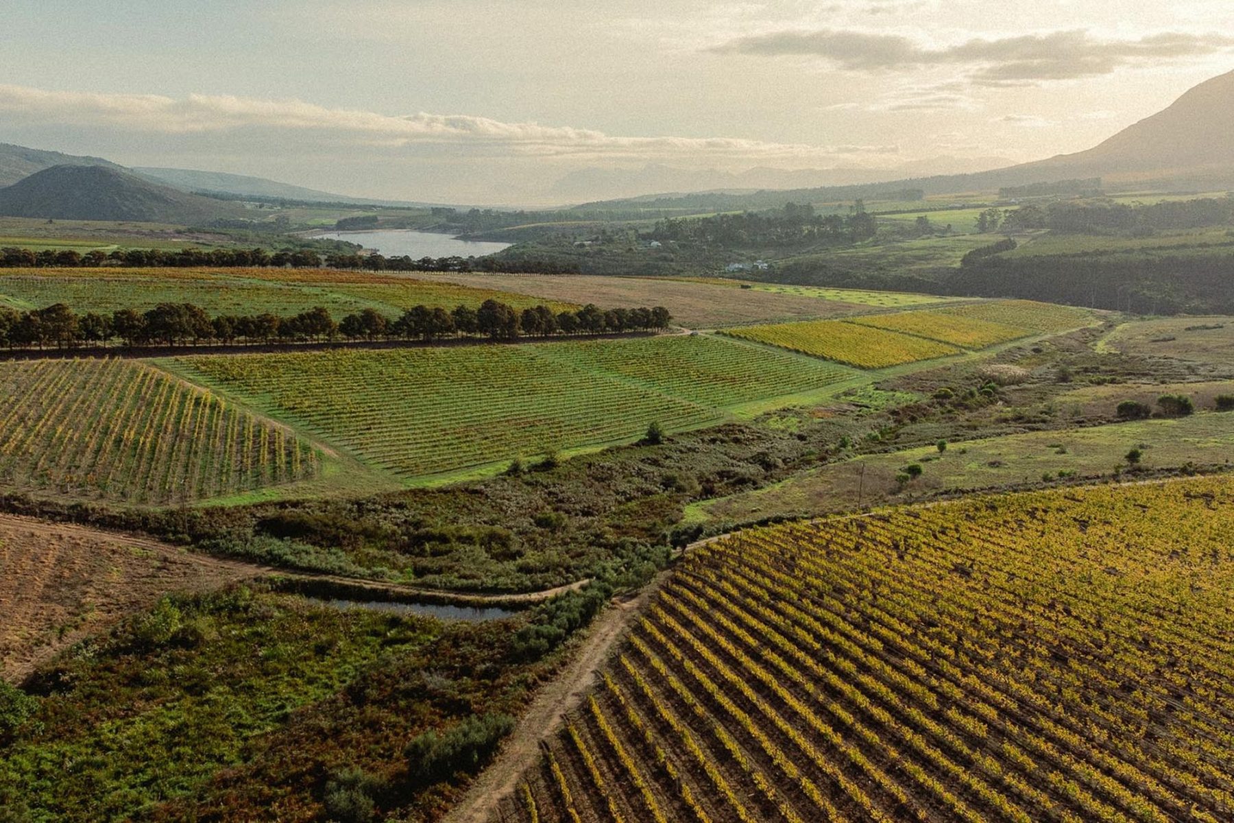 Bodega de Moya