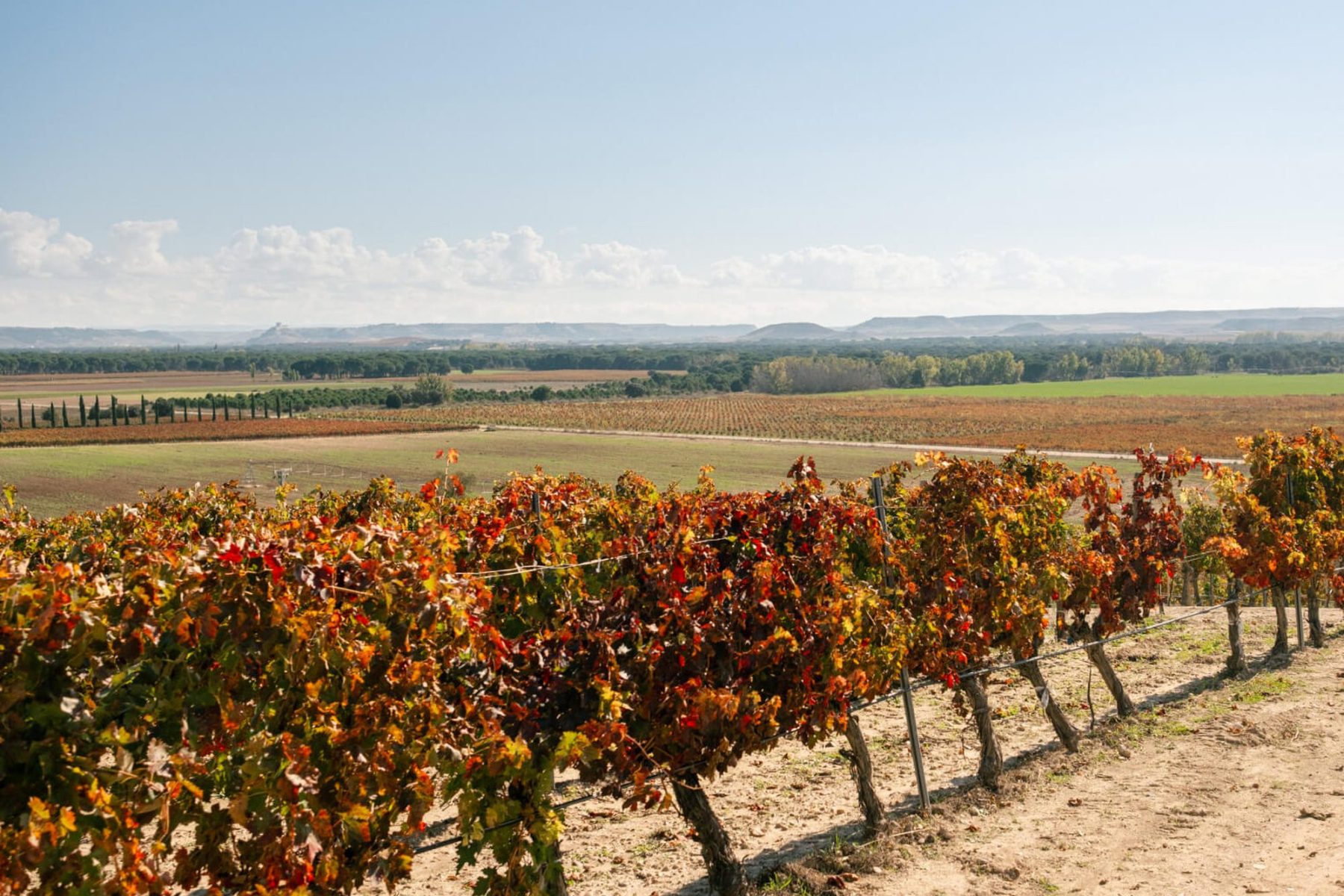 Bodegas del Jaro