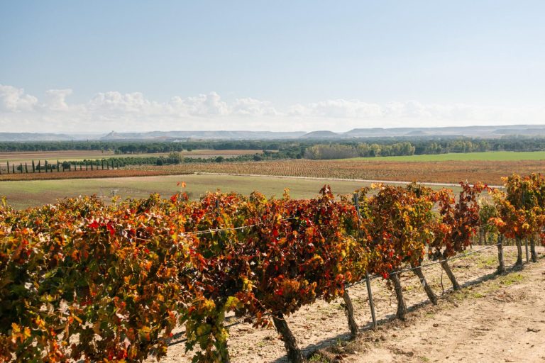 Bodegas del Jaro
