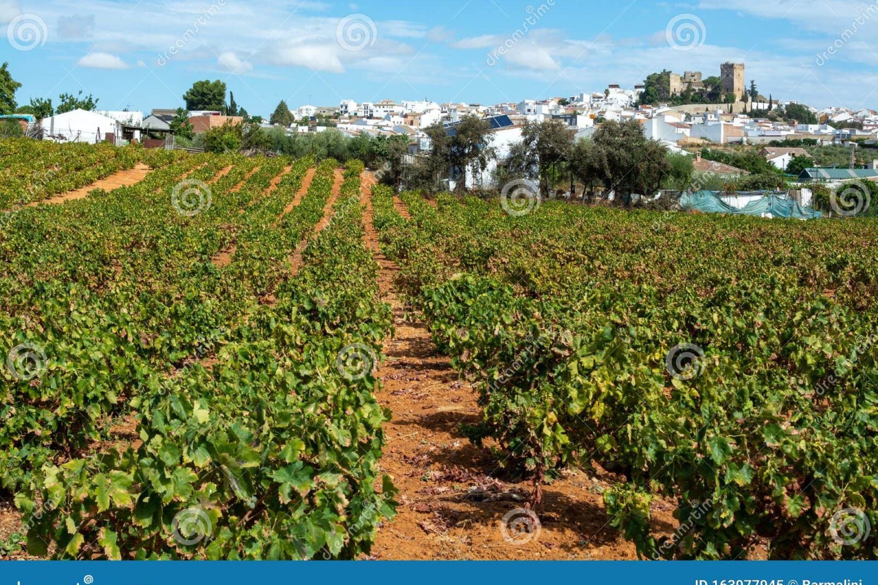 Bodegas Toro Albalá