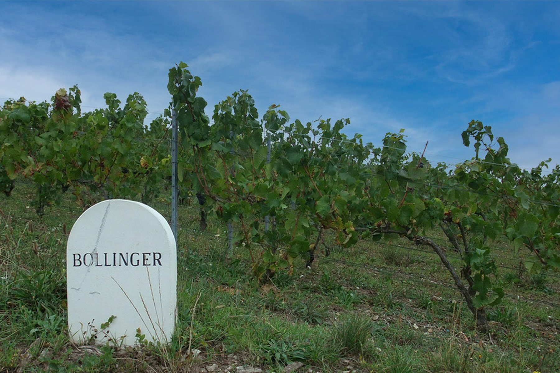 Bollinger