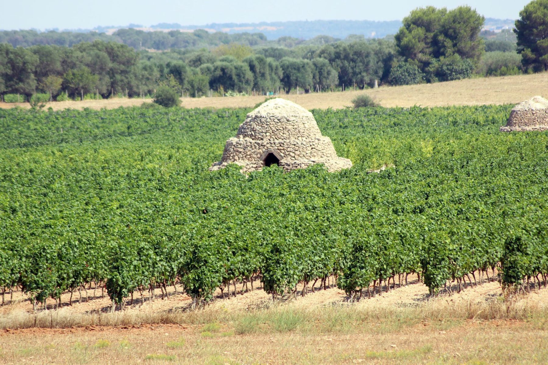 Cantina Sava