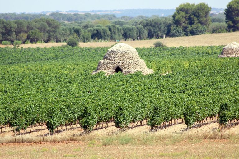 Cantina Sava