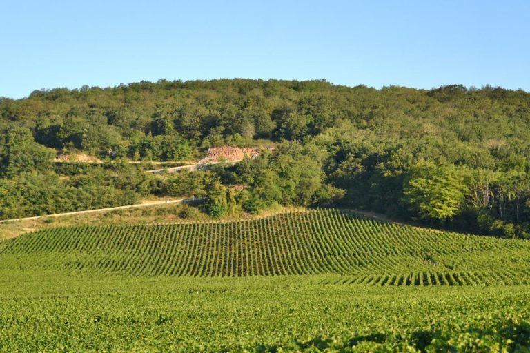 Domaine René Bouvier