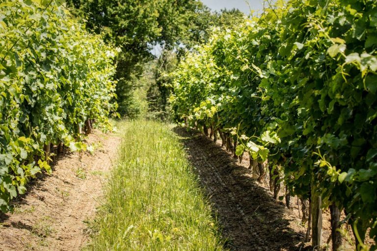 Domaine Tariquet