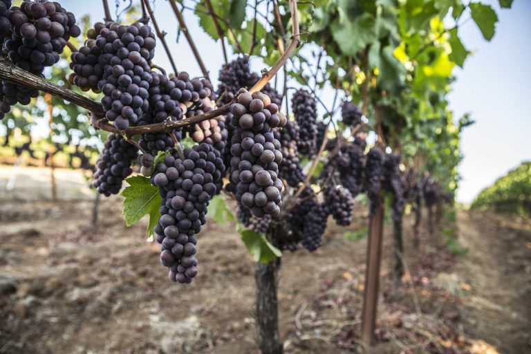 J Vineyards