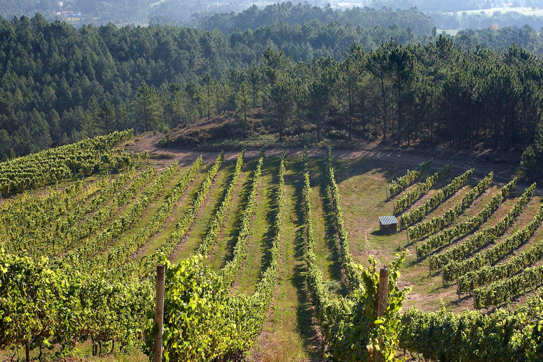 Terras Gauda