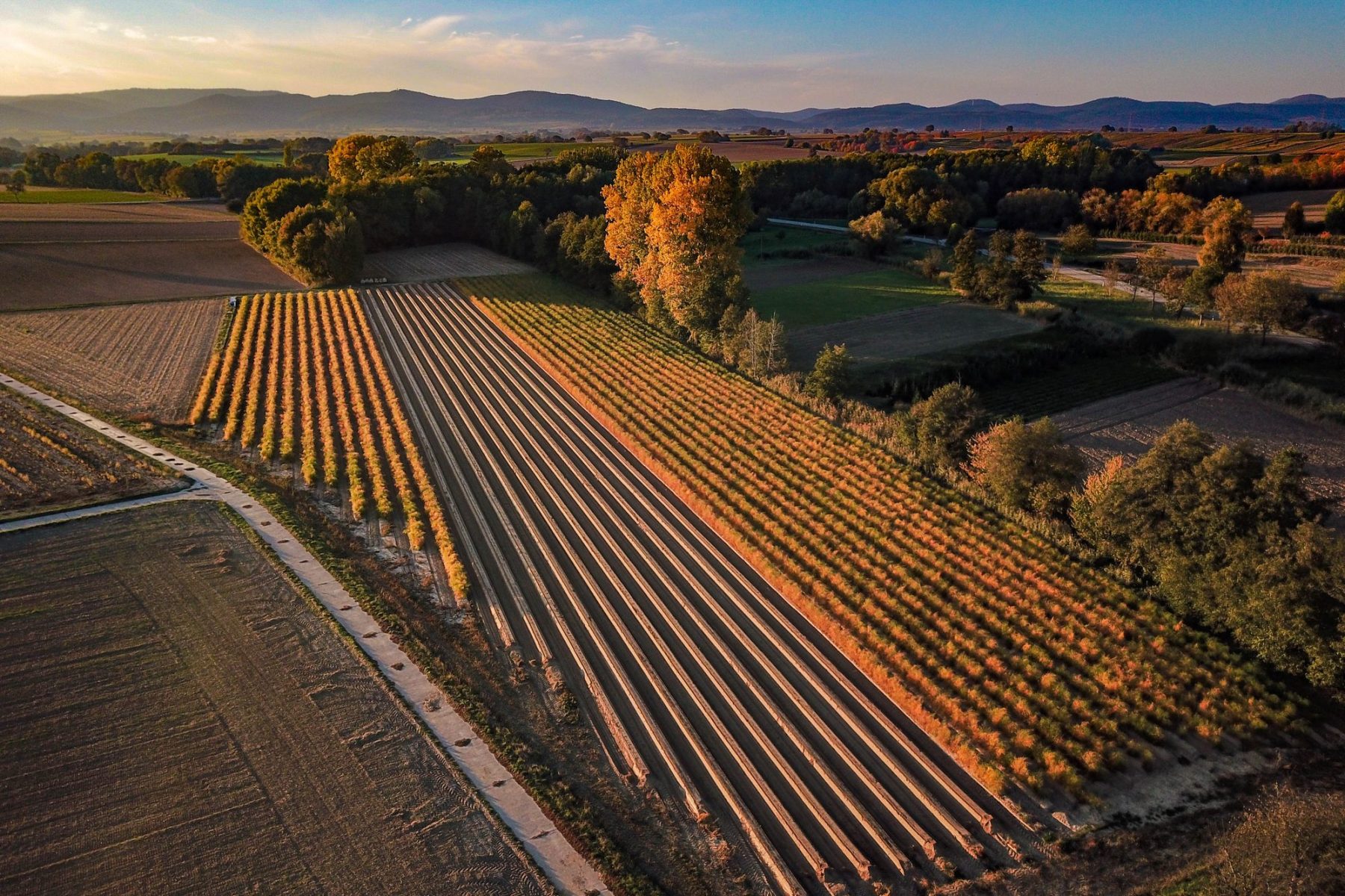 Weingut Martinshof