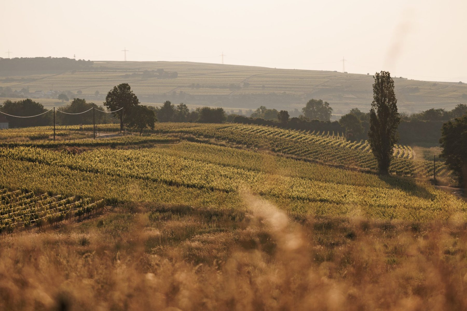 Wijngaard van Weingut Stauffer