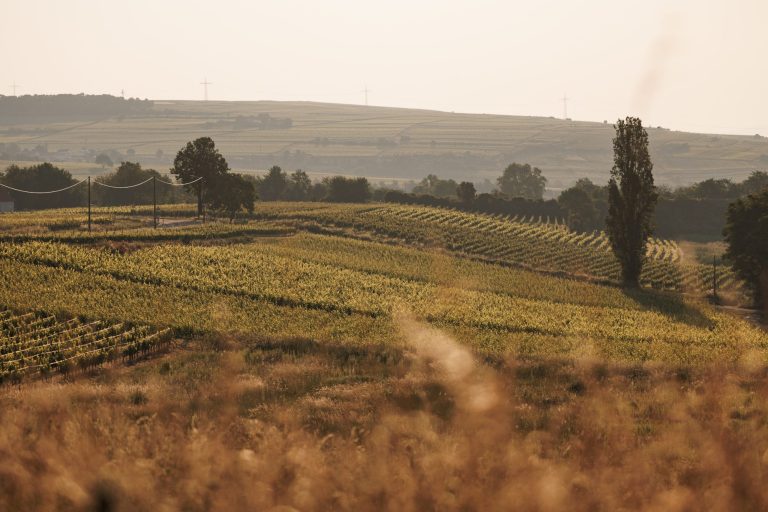Weingut Stauffer